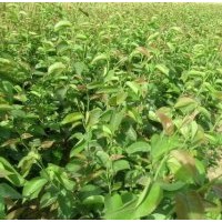 3年葡萄苗 山楂苗 棗樹苗 櫻桃苗 毛桃苗