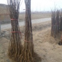 供應(yīng)優(yōu)質(zhì)山楂苗/無籽山楂苗/品種山楂苗