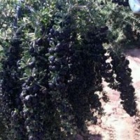 出售黑枸杞苗每年每畝收益至少5萬元（苗假一賠萬），并提供技術(shù)