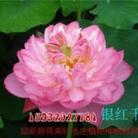 荷花苗_荷美軒_河北荷花苗