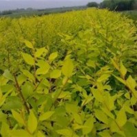 矮桿金葉榆基地|漢中矮桿金葉榆|弘源苗木