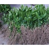 5年生紅心柚子苗價(jià)格，紅心柚子苗種植基地