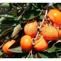 基地直銷日本甜柿次郎苗包技術(shù)磨盤柿子苗包郵牛心柿子嫁接樹苗