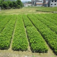 紅桂花苗|黃陂區(qū)桂花苗|利源桂花(圖)