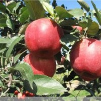 優(yōu)質(zhì)新品種岳陽紅蘋果苗