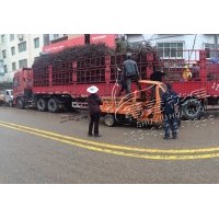 出售規(guī)格核桃苗 薄皮嫁接核桃樹苗 現(xiàn)貨出售元豐核桃苗