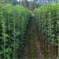 內(nèi)江市桂花苗、利源桂花、淘寶桂花苗