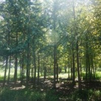 綠都園林_北京銀杏樹_銀杏樹苗價格