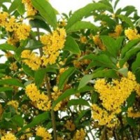 桂花樹(shù)苗出售,浙江桂花樹(shù)苗,莎莎園藝(圖)