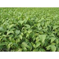 供應(yīng)柿子苗甜柿苗