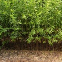 山東泰安0.3-0.5-1公分桃樹小苗批發(fā)價(jià)格