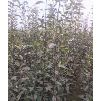 低價供應：梨樹，梨樹苗（成品苗與實生苗）