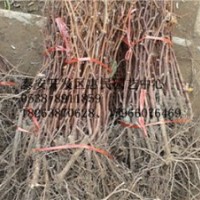 山東泰安0.5-1-1.5-2公分葡萄小苗價(jià)格