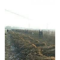 低價(jià)出售花椒苗、桃樹(shù)苗、速生楊樹(shù)苗、欒樹(shù)苗、冬青苗大葉女貞