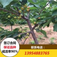 矮化大櫻桃苗價格 車厘子櫻桃樹苗價格