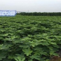 金華無花果苗哪家好_金華無花果苗_小葉無花果專業(yè)種植(圖)