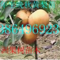 供應(yīng)3公分的晚秋黃梨樹苗
