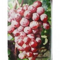 A7葡萄苗、魯粒大棚葡萄苗、A7葡萄苗供應(yīng)商