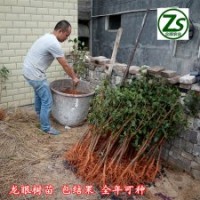 龍眼樹苗、石峽、儲良、眾順農(nóng)業(yè)