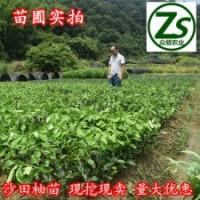 沙田柚樹苗、三紅蜜柚、紅心蜜柚