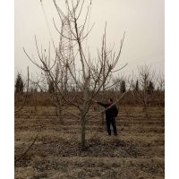 蘋(píng)果樹(shù)苗 蘋(píng)果樹(shù)苗價(jià)格