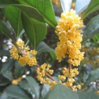 晉寧桂花小苗_莎莎園藝_桂花小苗報(bào)價(jià)