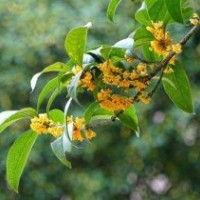 桂花小苗供應(yīng),河北區(qū)桂花小苗,莎莎園藝(多圖)