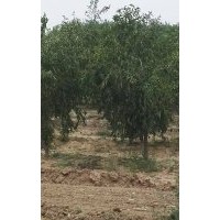 出售山楂樹，柿子樹，桃樹，杏樹，棗樹，石榴樹