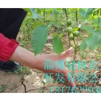 哪里的核桃苗比較純，能結(jié)果？