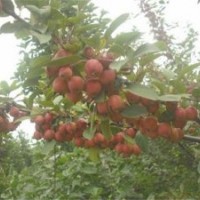 北美海棠價格表,北美海棠,瀅涵苗木中心(查看)