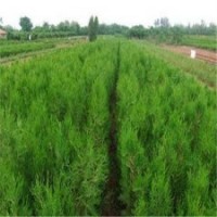 側(cè)柏幾年、側(cè)柏、瀅涵苗木中心(圖)