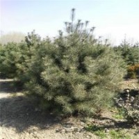 哪有白皮松、白皮松、瀅涵苗木中心(多圖)