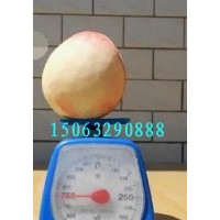 公斤王桃苗，黑桃苗，黃桃苗，秋彤桃苗，冬桃苗