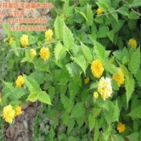 瀅涵苗木中心_棣棠_棣棠習(xí)性