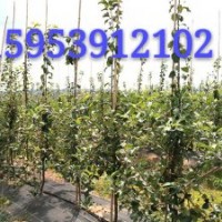 M9T337維納斯黃金蘋果苗