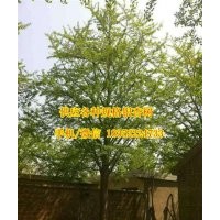 銀杏樹苗,金革銀杏,10公分銀杏樹苗價格