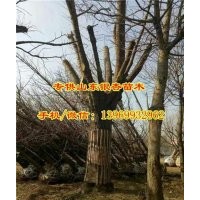 13公分銀杏樹價(jià)格_銀杏樹價(jià)格_通園銀杏(查看)