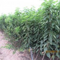 優(yōu)質(zhì)美早櫻桃苗供應(yīng)價格