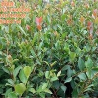 邵陽油茶苗_新勝油茶_湖南油茶苗廠家哪家好