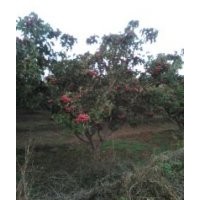 供應(yīng)核桃、山楂、櫻桃等果苗