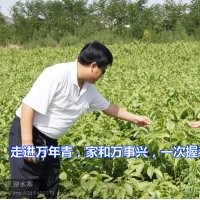 美國穗狀垂鈴核桃苗