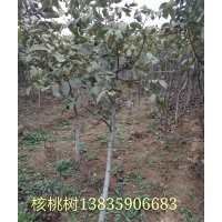 譽(yù)揚(yáng)苗木經(jīng)銷部供應(yīng)果樹(shù)