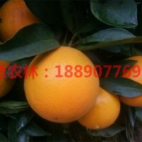 千思5號(hào)香橙 高糖晚熟耐貯運(yùn)千思5號(hào)香橙 枳殼砧木5號(hào)香橙苗