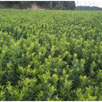 基地直供沃柑苗 價(jià)格量多從優(yōu)