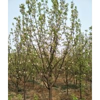 15公分八棱海棠