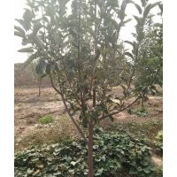 蘋(píng)果樹(shù)、4-5-6-7-8-9-10 公分