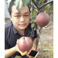 稀世紅梨苗，臨沂稀世紅梨苗，哪有稀世紅梨苗