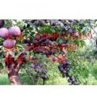 貴州銅仁嫁接李子樹苗，李子樹苗成活率達(dá)到98%以上