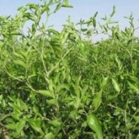 山西棗樹苗品質(zhì)好價格廉棗樹規(guī)格齊全棗樹品種齊全