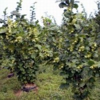 供應(yīng)新疆大果榛子苗